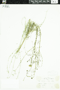 Bidens trichosperma image