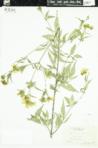 Bidens trichosperma image