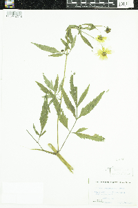 Bidens trichosperma image
