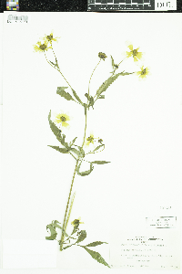 Bidens trichosperma image