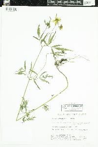 Bidens trichosperma image