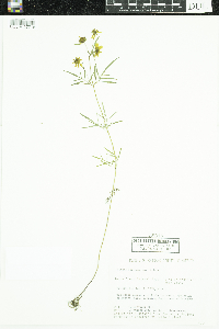 Bidens trichosperma image