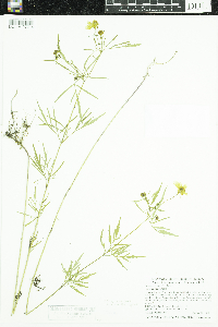 Bidens trichosperma image