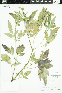 Bidens frondosa image