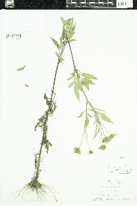 Bidens frondosa image