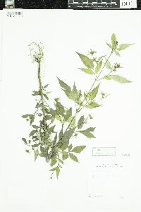 Bidens frondosa image
