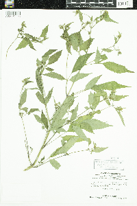 Bidens frondosa image