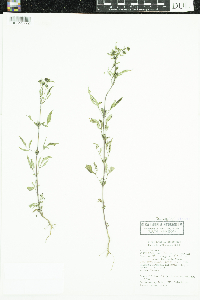 Bidens frondosa image