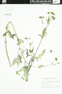 Bidens frondosa image