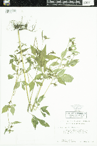 Bidens frondosa image