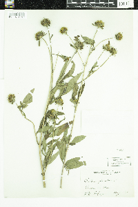 Bidens frondosa image