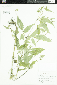 Bidens frondosa image