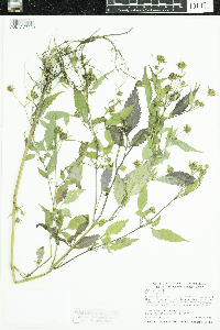 Bidens frondosa image