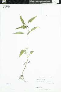 Bidens frondosa image