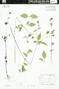 Bidens frondosa image