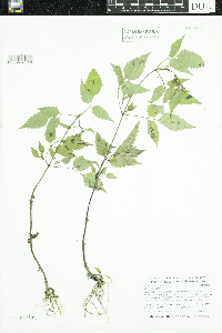 Bidens frondosa image