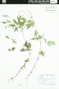 Bidens frondosa image