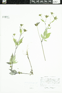 Bidens frondosa image