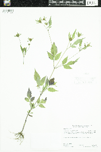 Bidens frondosa image