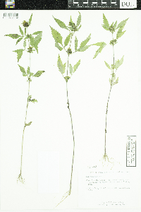 Bidens frondosa image