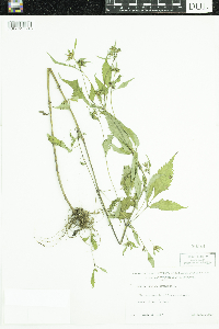 Bidens frondosa image