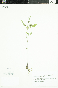 Bidens frondosa image