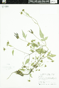 Bidens frondosa image
