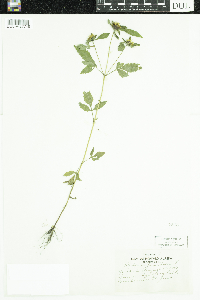 Bidens frondosa image