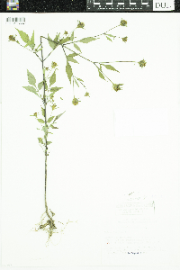 Bidens frondosa image