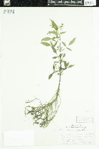 Bidens frondosa image