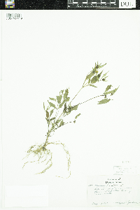 Bidens frondosa image