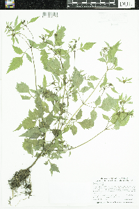 Bidens frondosa image