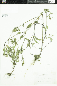 Bidens frondosa image
