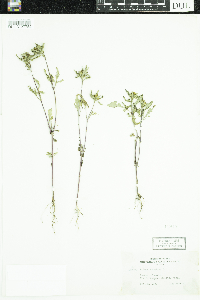 Bidens frondosa image