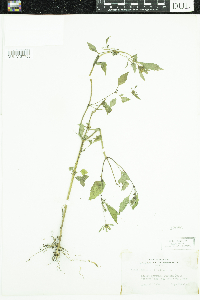 Bidens frondosa image