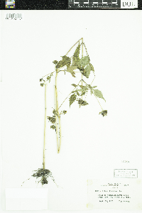 Bidens frondosa image