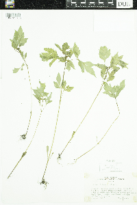 Bidens frondosa image