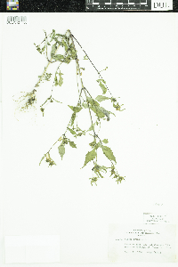 Bidens frondosa image