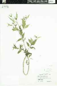 Bidens frondosa image
