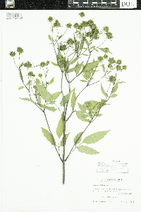 Bidens frondosa image