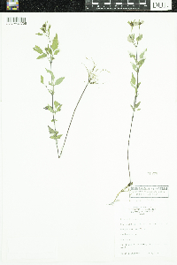 Bidens frondosa image