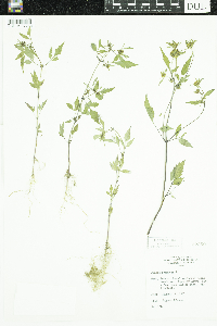 Bidens frondosa image