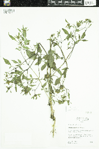 Bidens frondosa image