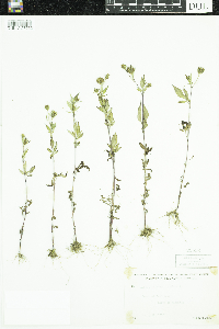 Bidens frondosa image