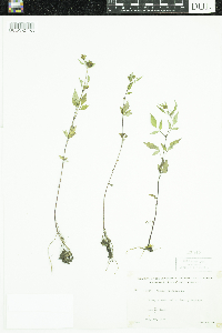 Bidens frondosa image