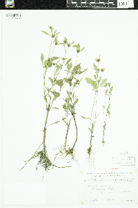 Bidens frondosa image