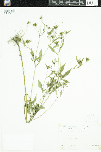 Bidens frondosa image