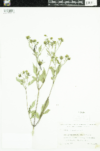 Bidens frondosa image