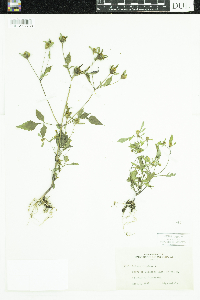 Bidens frondosa image