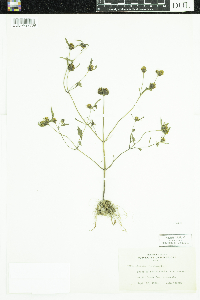 Bidens frondosa image